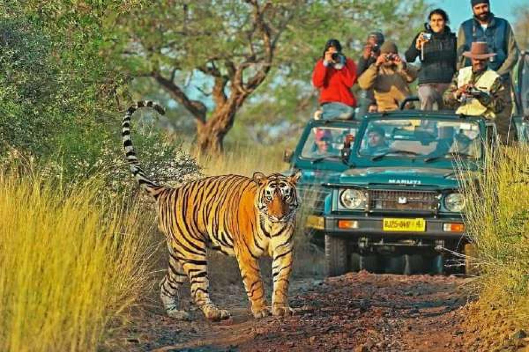 3 Days Ranthambore Tour from Delhi